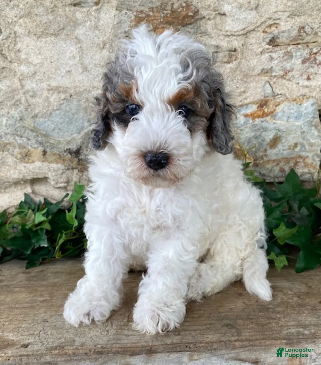 Mini Bernedoodle dogs for sale: Jeffrey - Ad 1