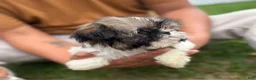 Shih Tzu dogs for sale: Shih Tzu Liza - Ad 1