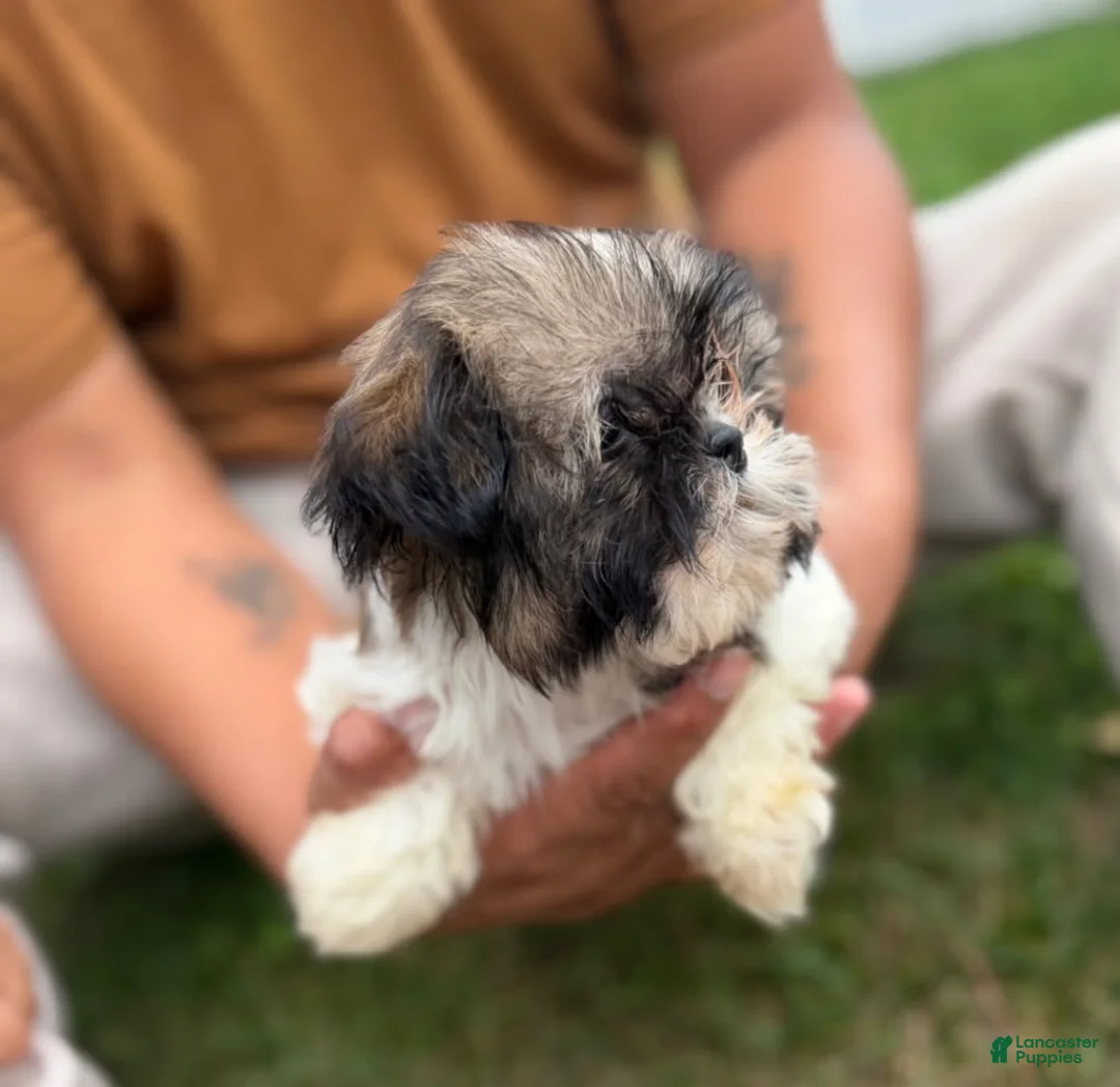 Shih Tzu dogs for sale: Shih Tzu Liza - Ad 1