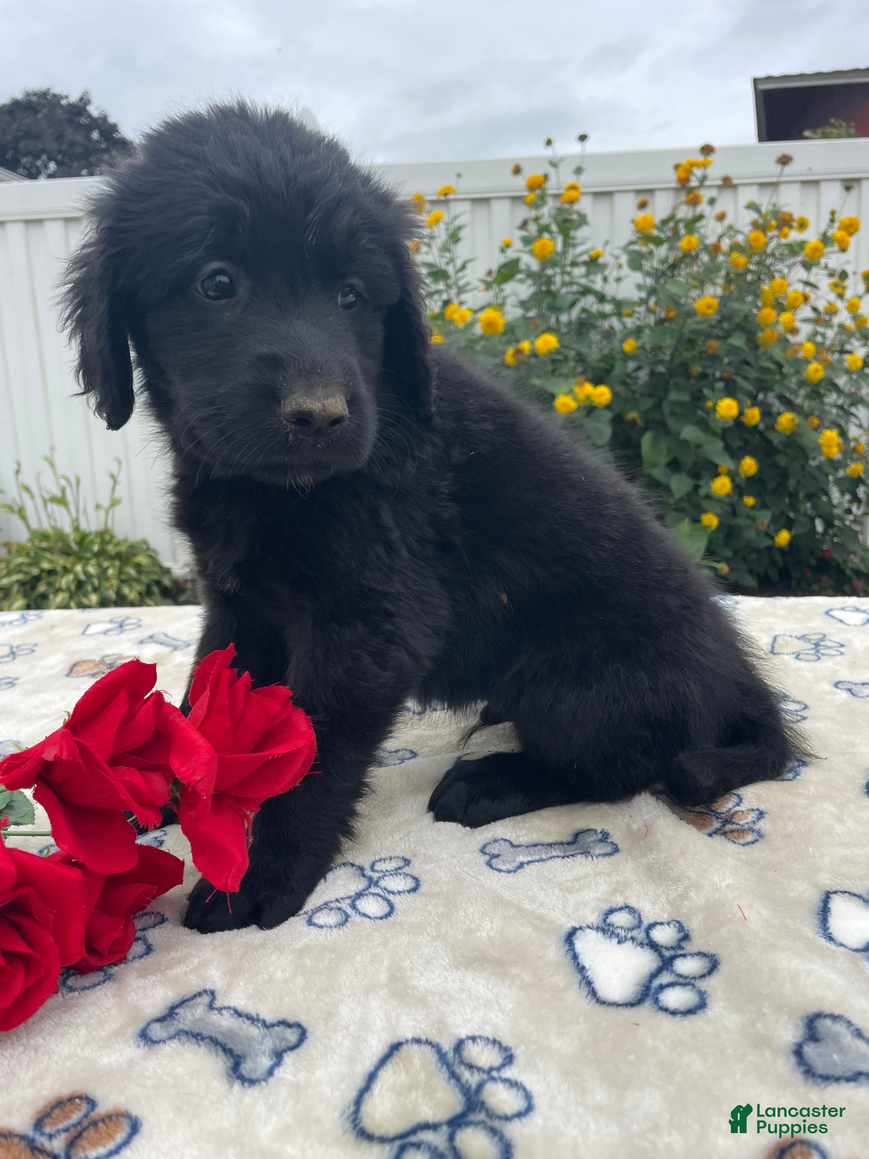 Newfoundland Puppies for sale under $1000 Lancaster Puppies