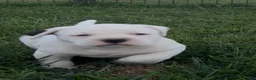 American Bulldog dogs for sale: Misty - Ad 4