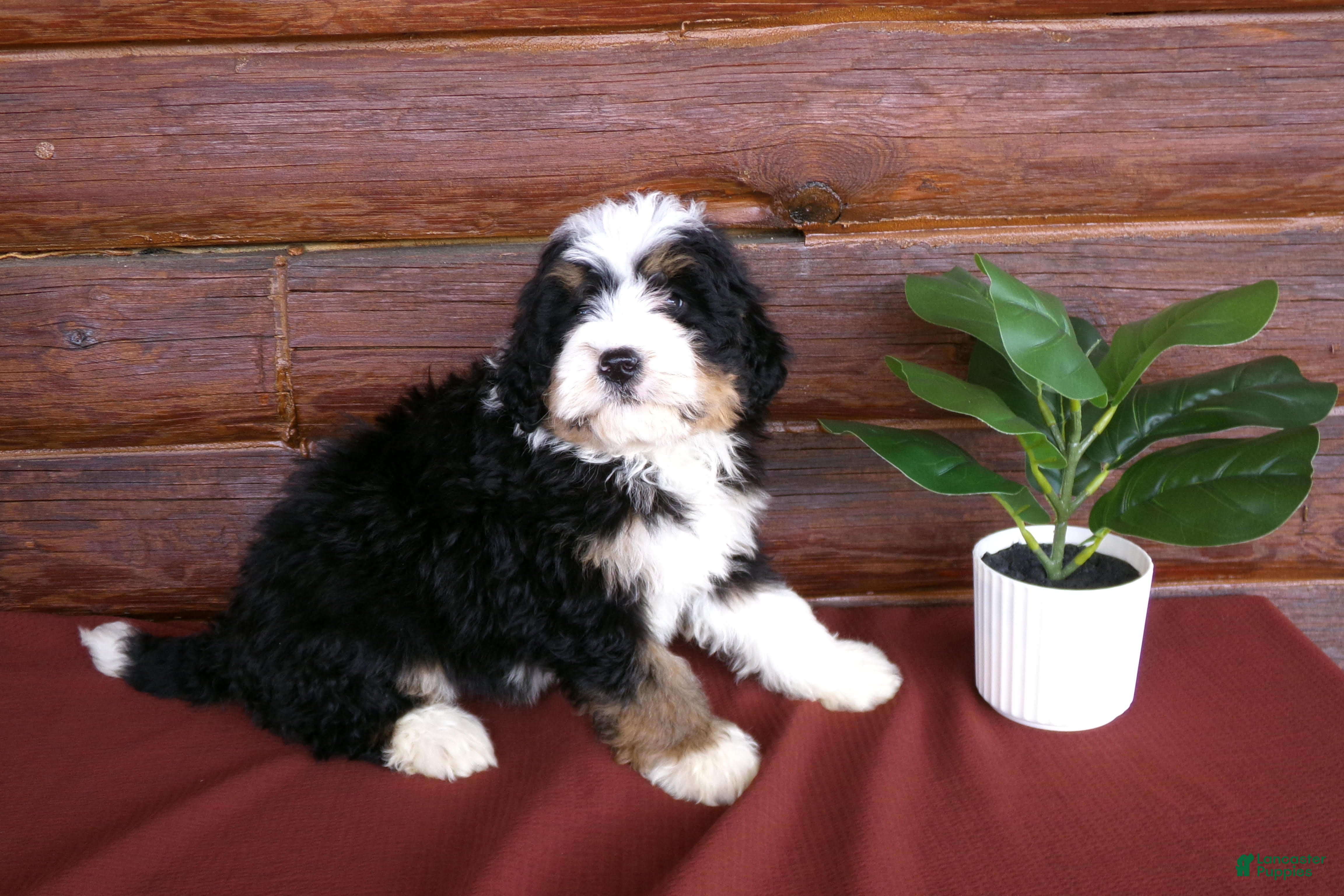 Mini Bernedoodle dogs Anson - Ad 2
