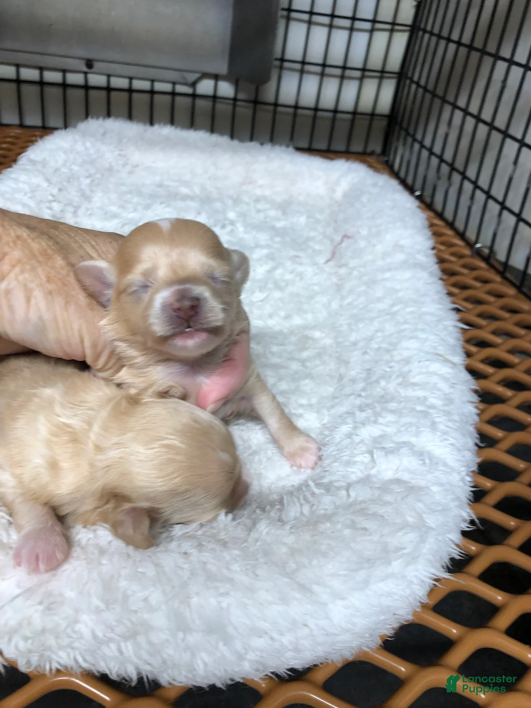 Maltipoo dogs for sale: Teacup Duchess  - Ad 2