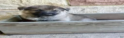 German Shepherd dogs for sale: Miles - Ad 7