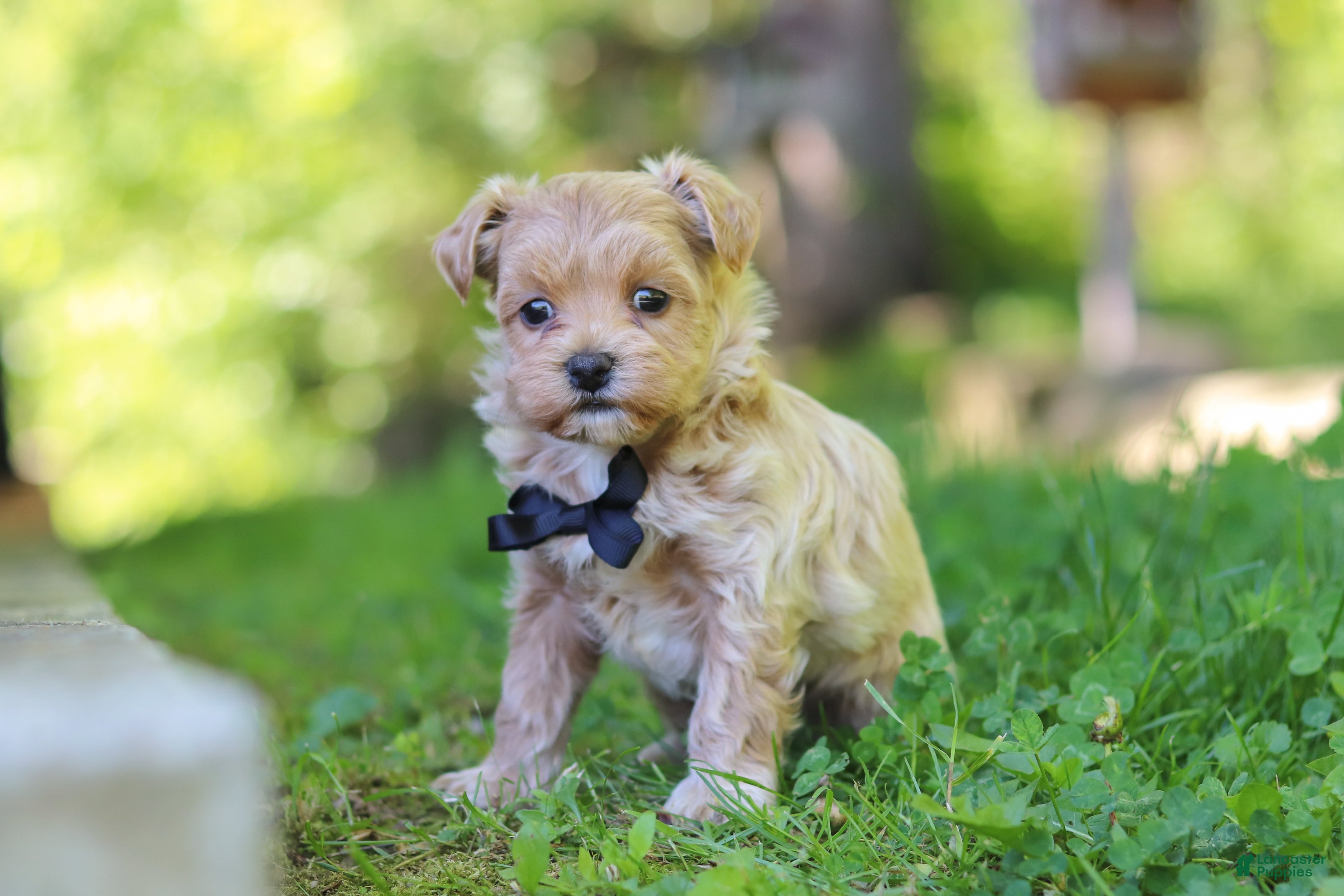 Maltipoo dogs for sale: Rocky - Ad 7
