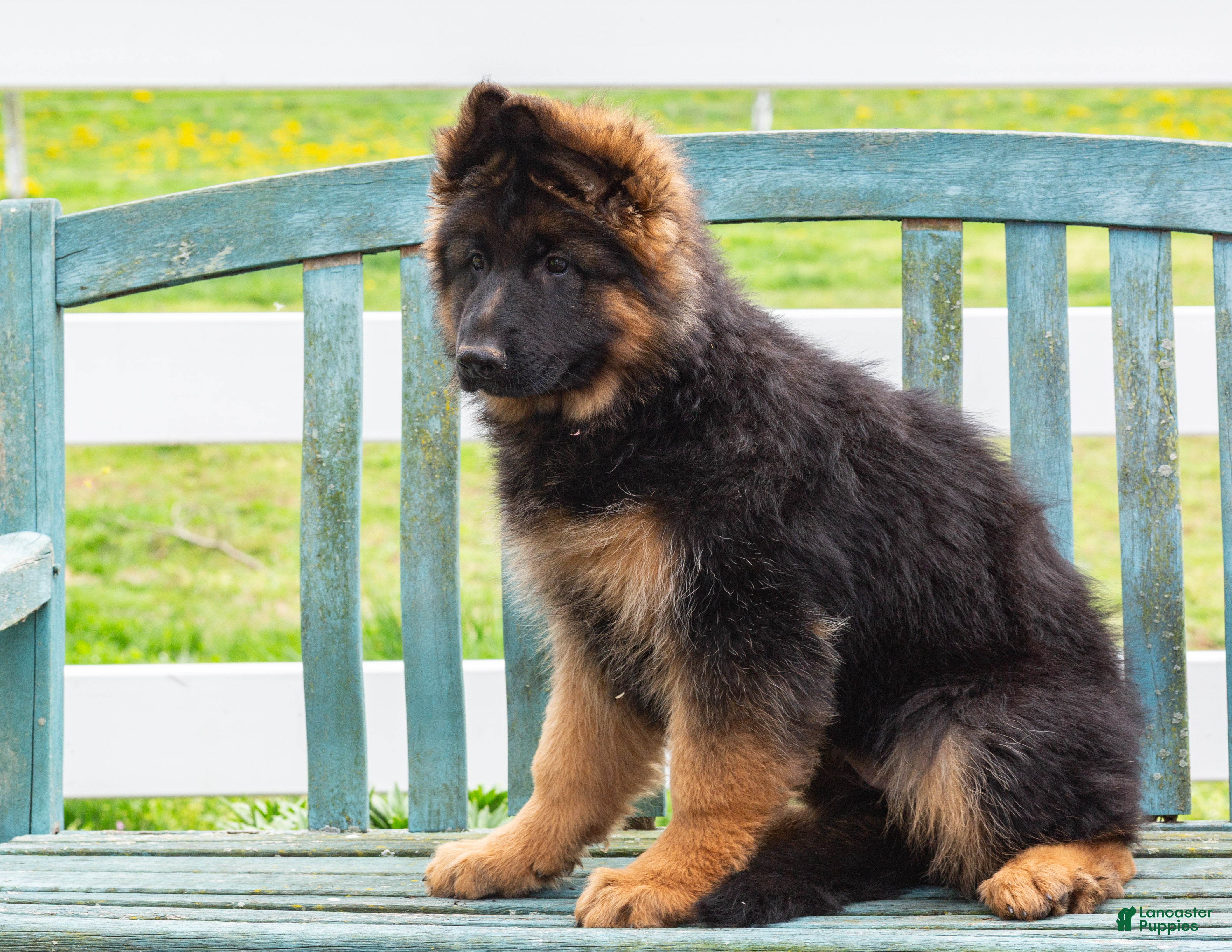 German Shepherd dogs Glory - Ad 1