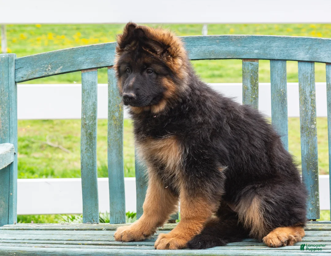 German Shepherd dogs for sale: Glory - Ad 1