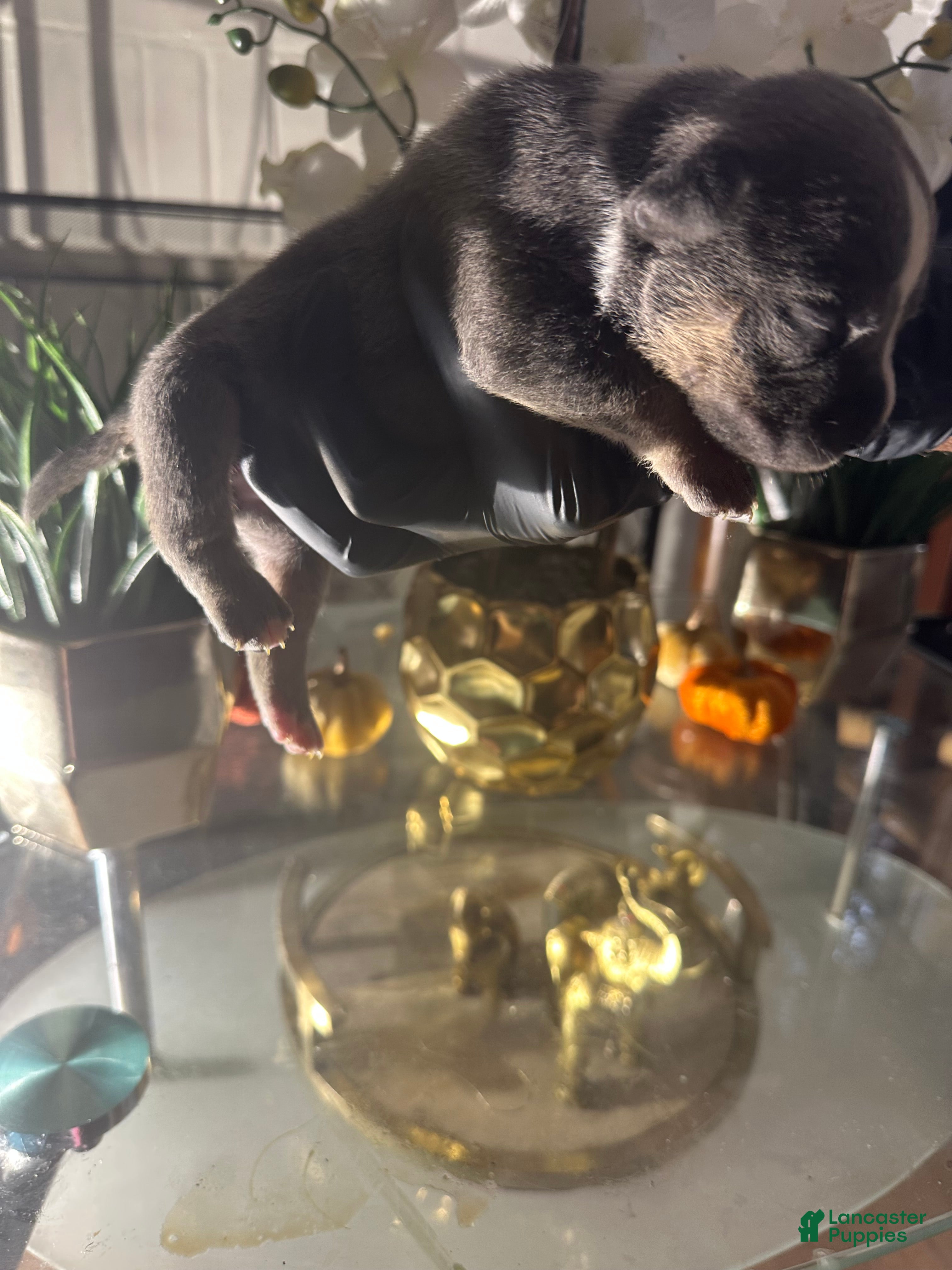 American Bully dogs American Bully Puppy 7 - Ad 41