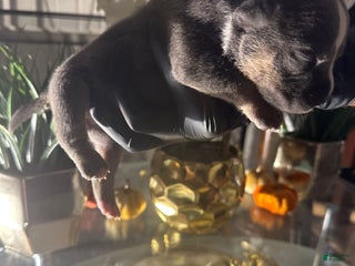 American Bully dogs American Bully Puppy 7 - Ad 38