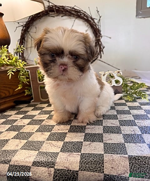 Shih Tzu dogs Jessica - Ad 1