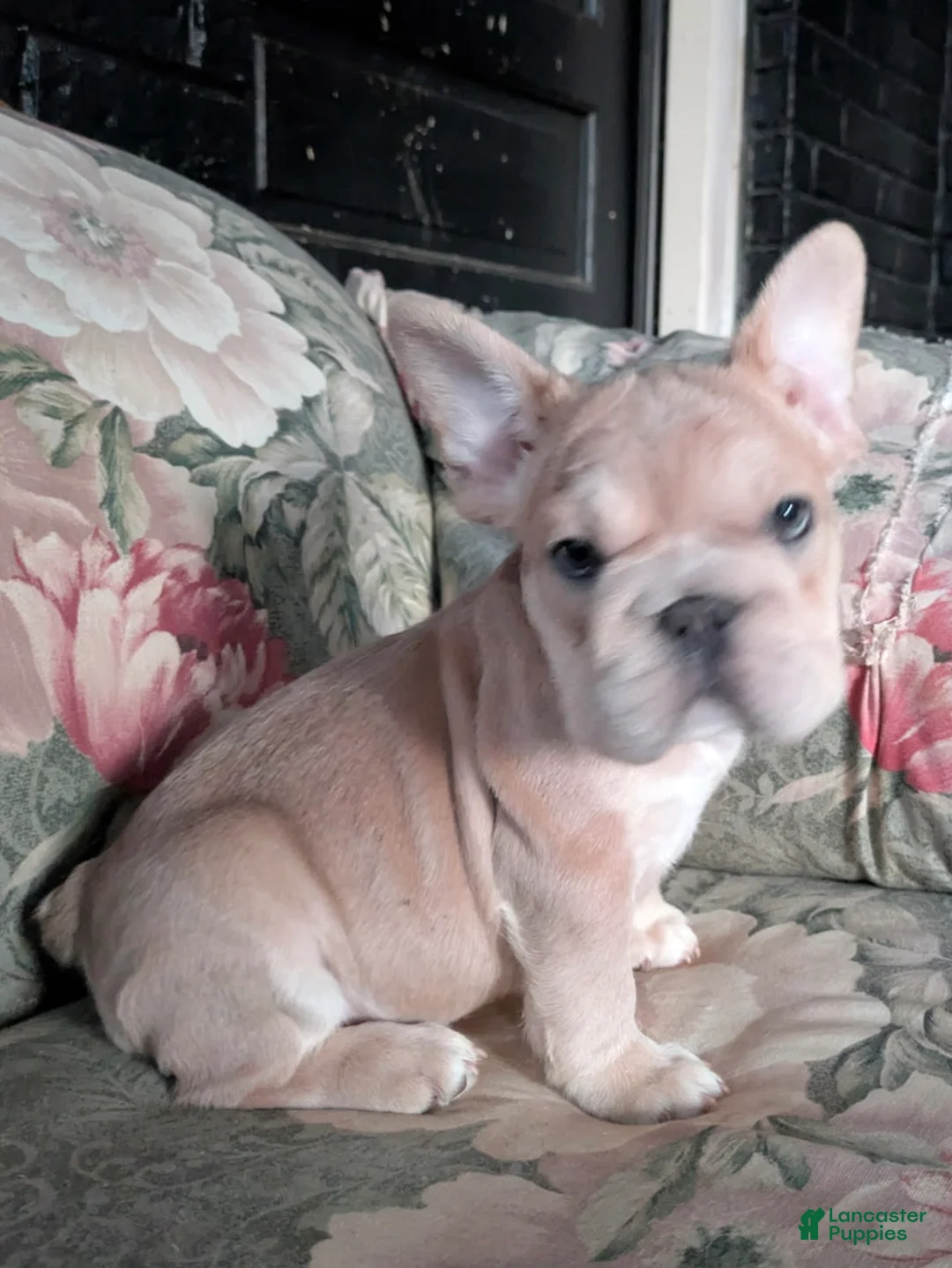 French Bulldog dogs for sale: Peter  - Ad 2