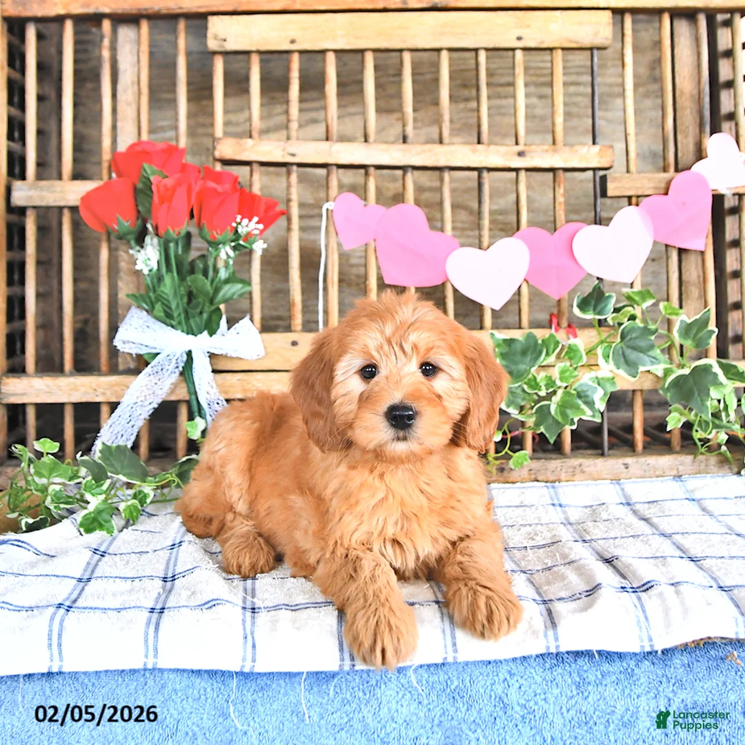 Mini Goldendoodle dogs for sale: Molly - Ad 1