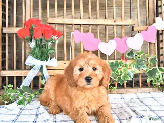 Mini Goldendoodle dogs Molly - Ad 34