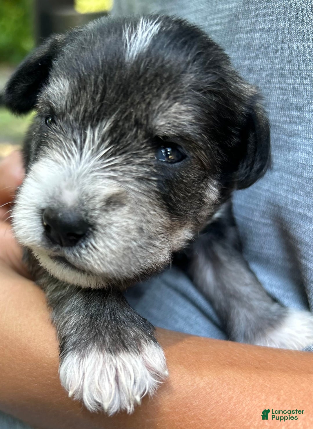 Miniature Schnauzer dogs for sale: Dash - Ad 3