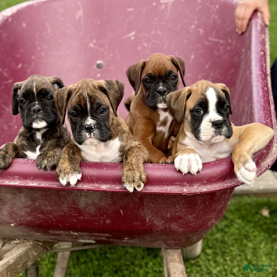 Boxer dogs for sale: Ranger  - Ad 4