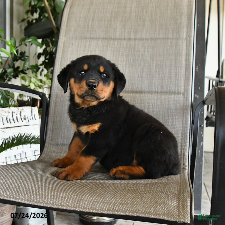 Rottweiler dogs Major - Ad 2