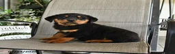Rottweiler dogs for sale: Major - Ad 2