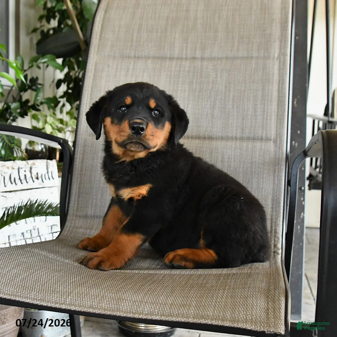 Rottweiler dogs for sale: Major - Ad 2