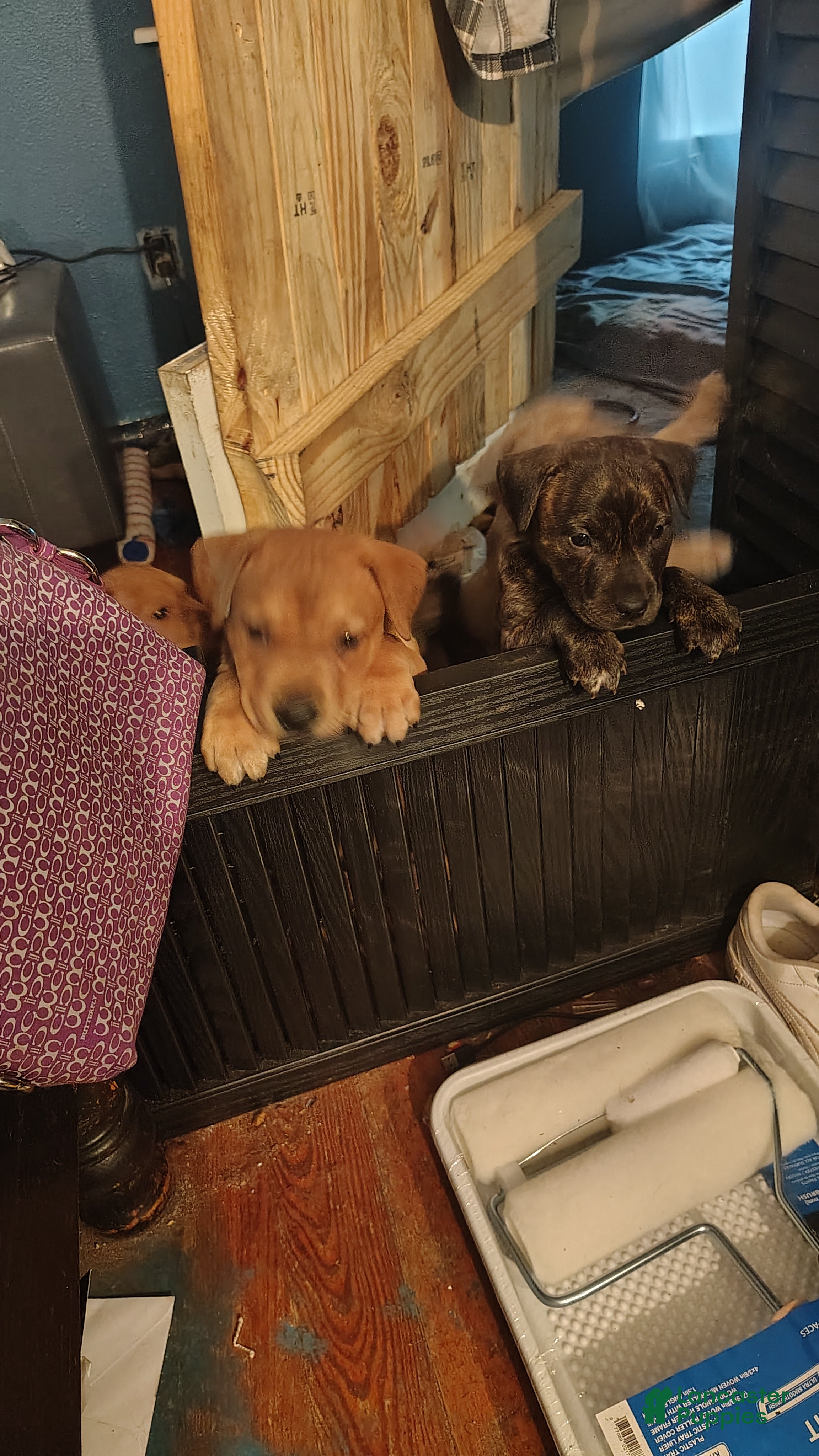 Mixed Breed dogs Mouthy - Ad 9