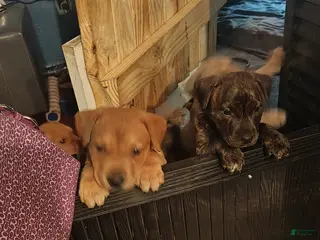 Mixed Breed dogs Mouthy - Ad 9