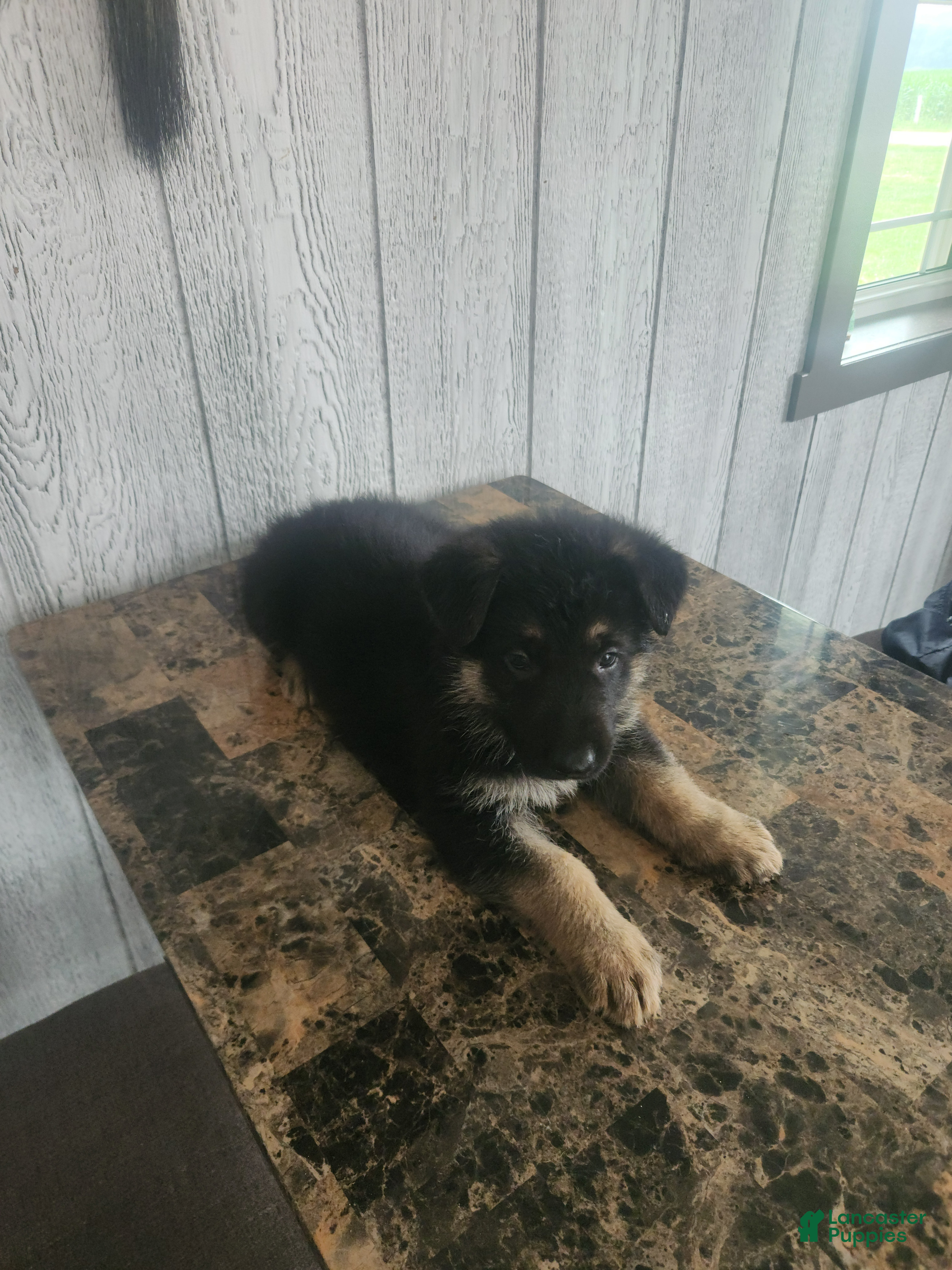 German Shepherd dogs Mason - Ad 2