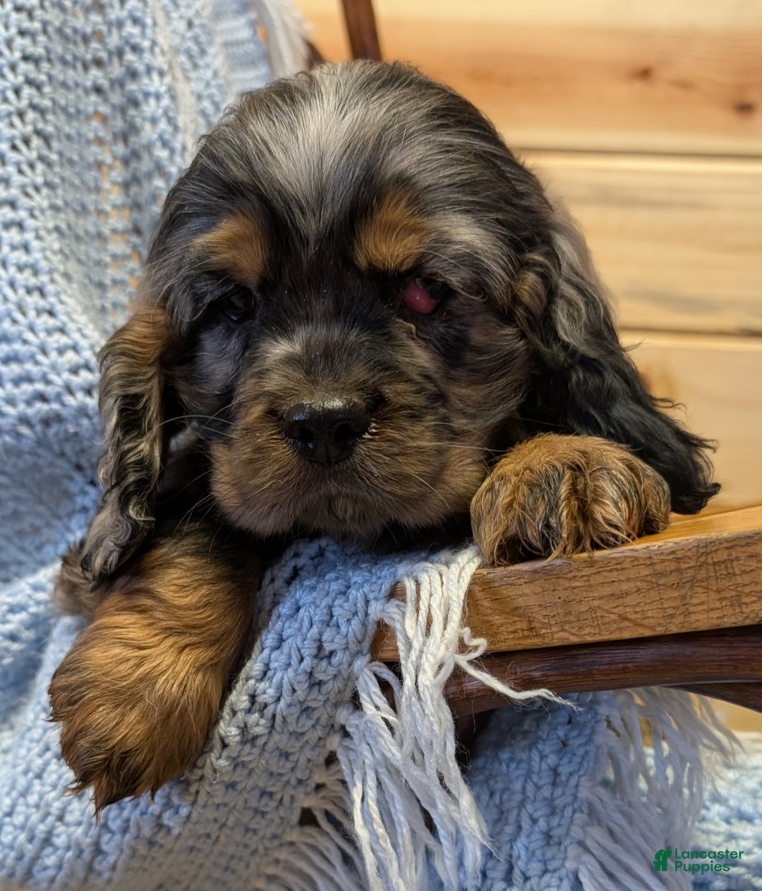 Cocker Spaniel dogs for sale: Wade - Ad 1