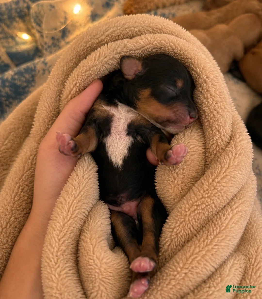 Miniature Poodle dogs for sale: Thor - Ad 1