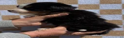 Bernese Mountain Dog dogs for sale: Pink - Ad 4