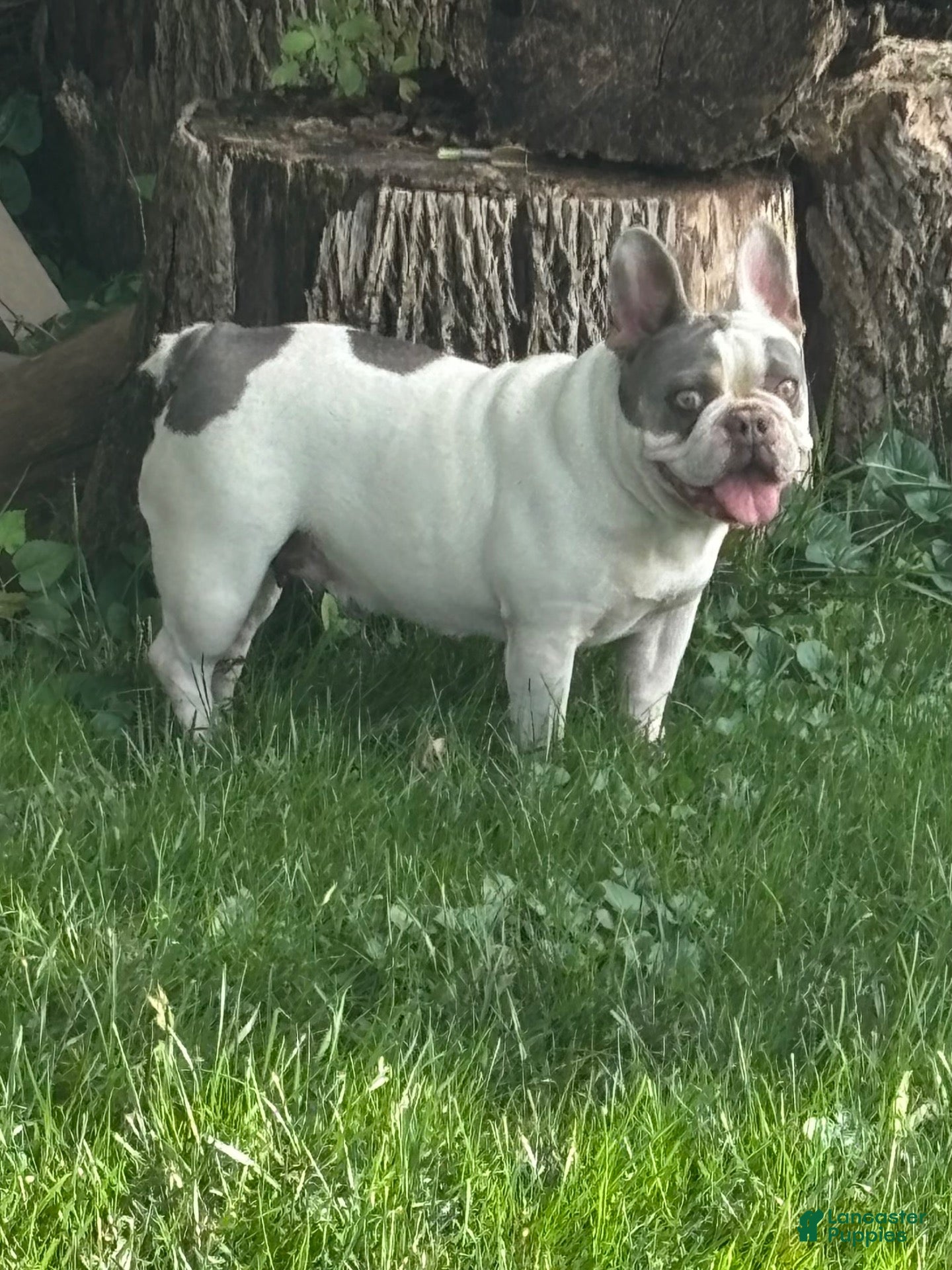French Bulldog dogs Nikita - Ad 2