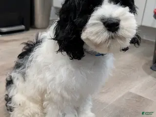 Cockapoo dogs Blake (F2b) - Ad 2