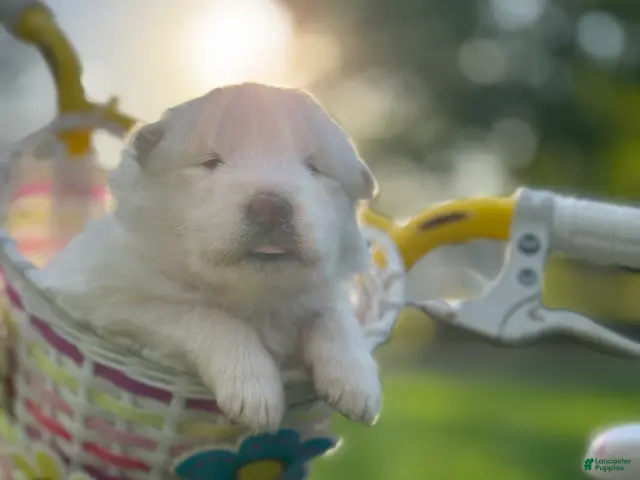 Samoyed dogs for sale: Pink - Ad 1