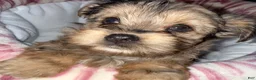 Yorkshire Terrier dogs for sale: Nala - Ad 5