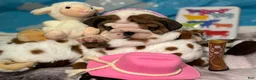 English Bulldog dogs for sale: Bo-Peep - Ad 5