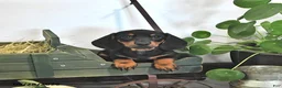 Miniature Dachshund dogs for sale: Jace - Ad 3