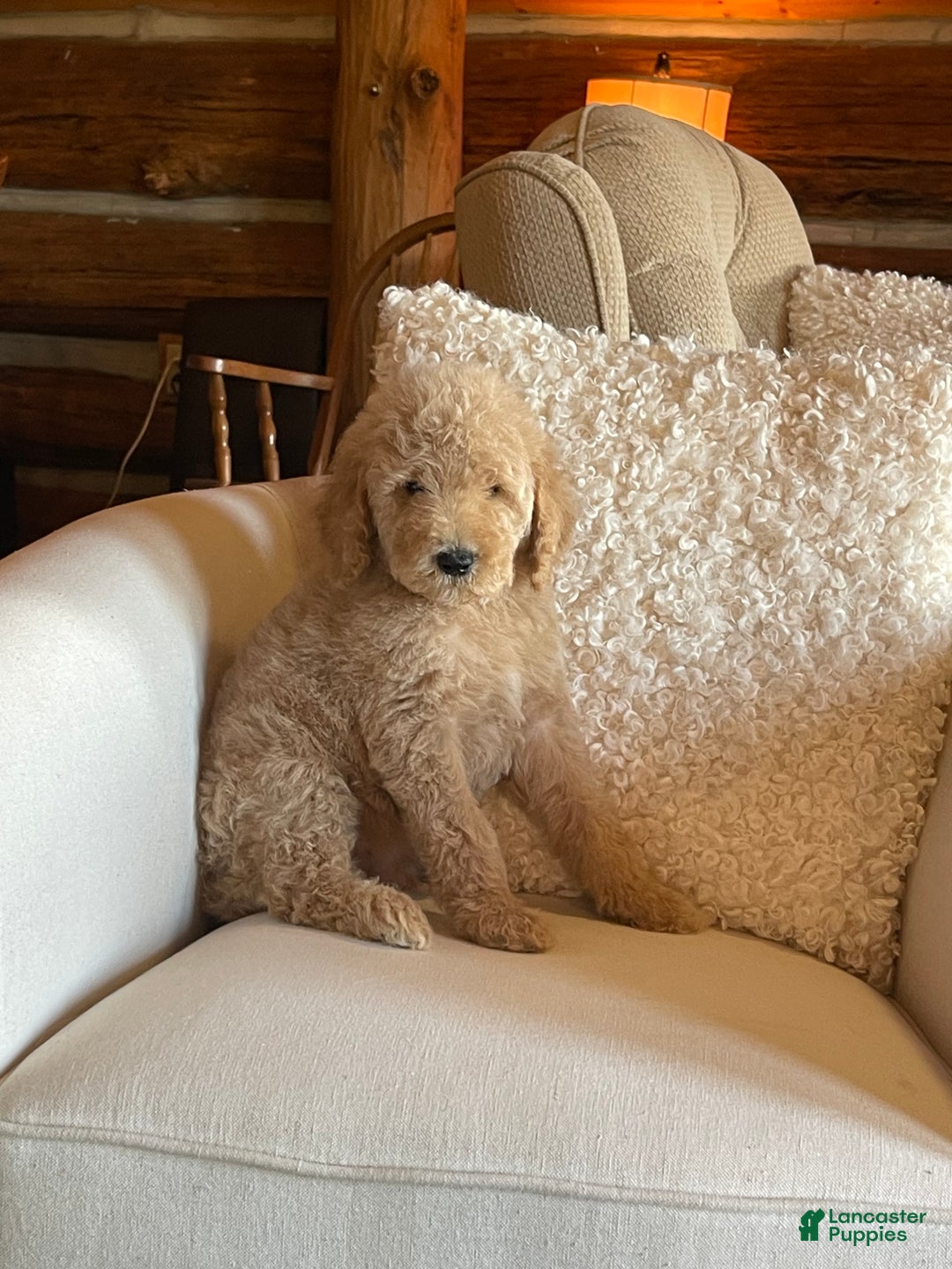 Goldendoodle dogs for sale: “Moose” CKC Goldendoodle 🐶 parents dna/health tested clear - Ad 2