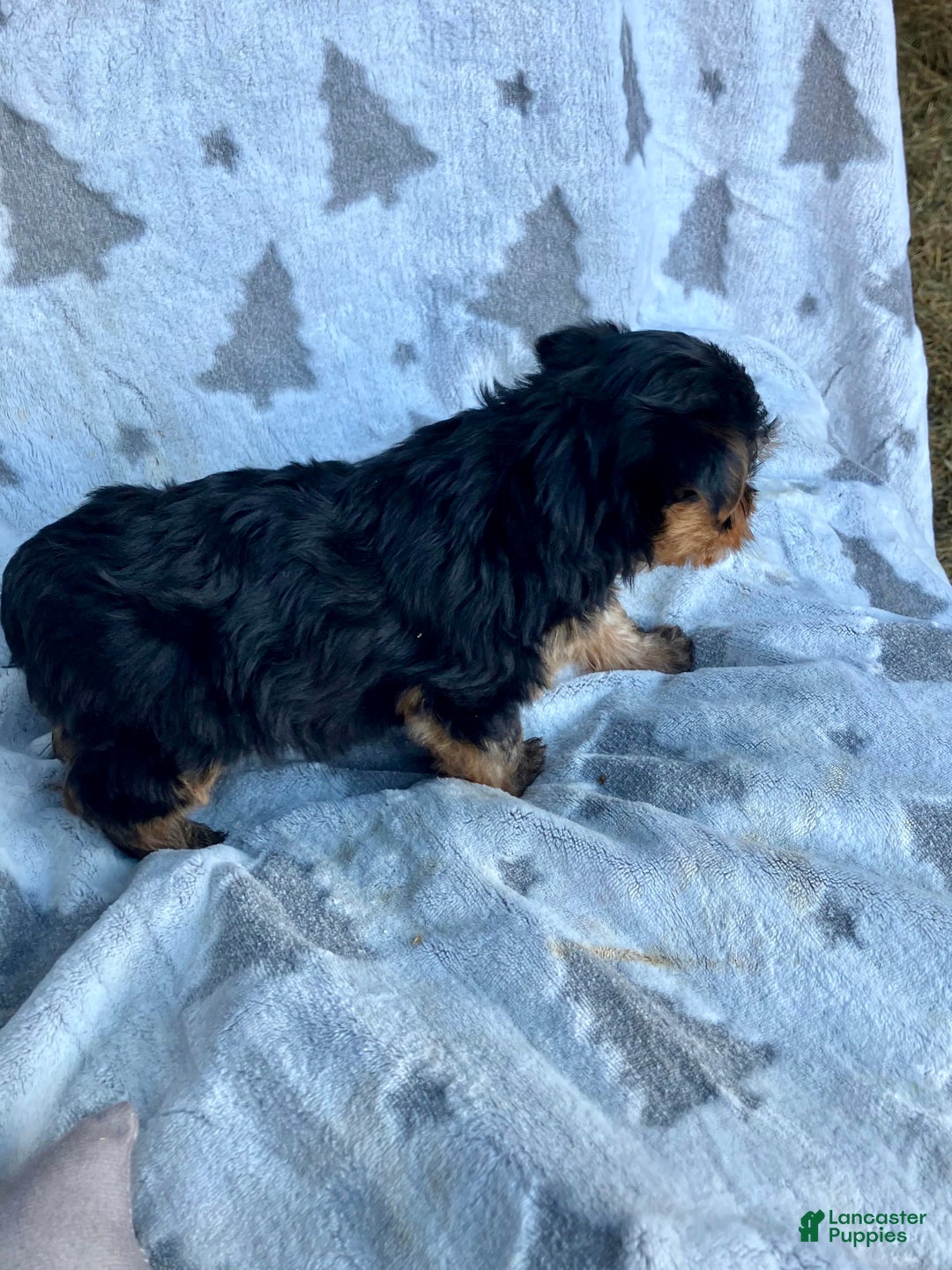 Yorkshire Terrier dogs for sale: Sparky - Ad 4