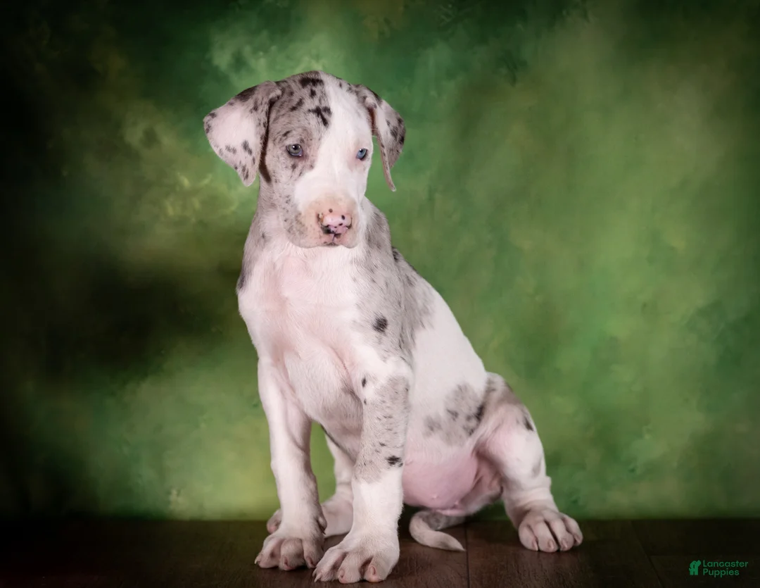 Great Dane dogs for sale: Truffle - Ad 1