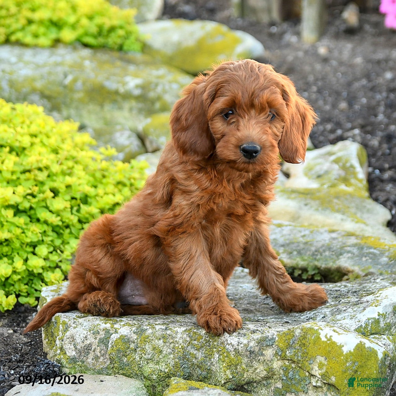 Miniature Poodle dogs Sweet Potato - Ad 2