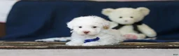 Toy Poodle dogs for sale: Bingo - Ad 3