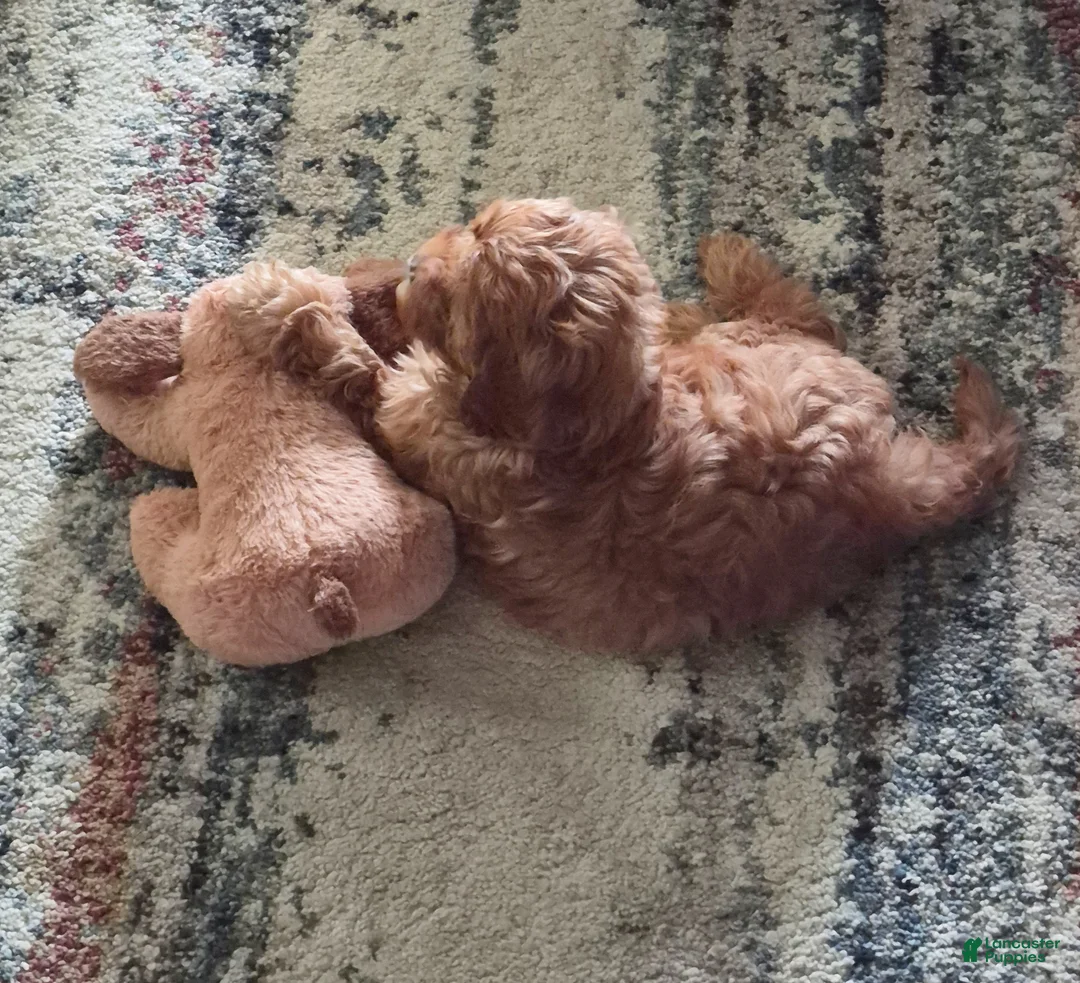 Cavapoo dogs for sale: Cavapoo Puppy 1 - Ad 2