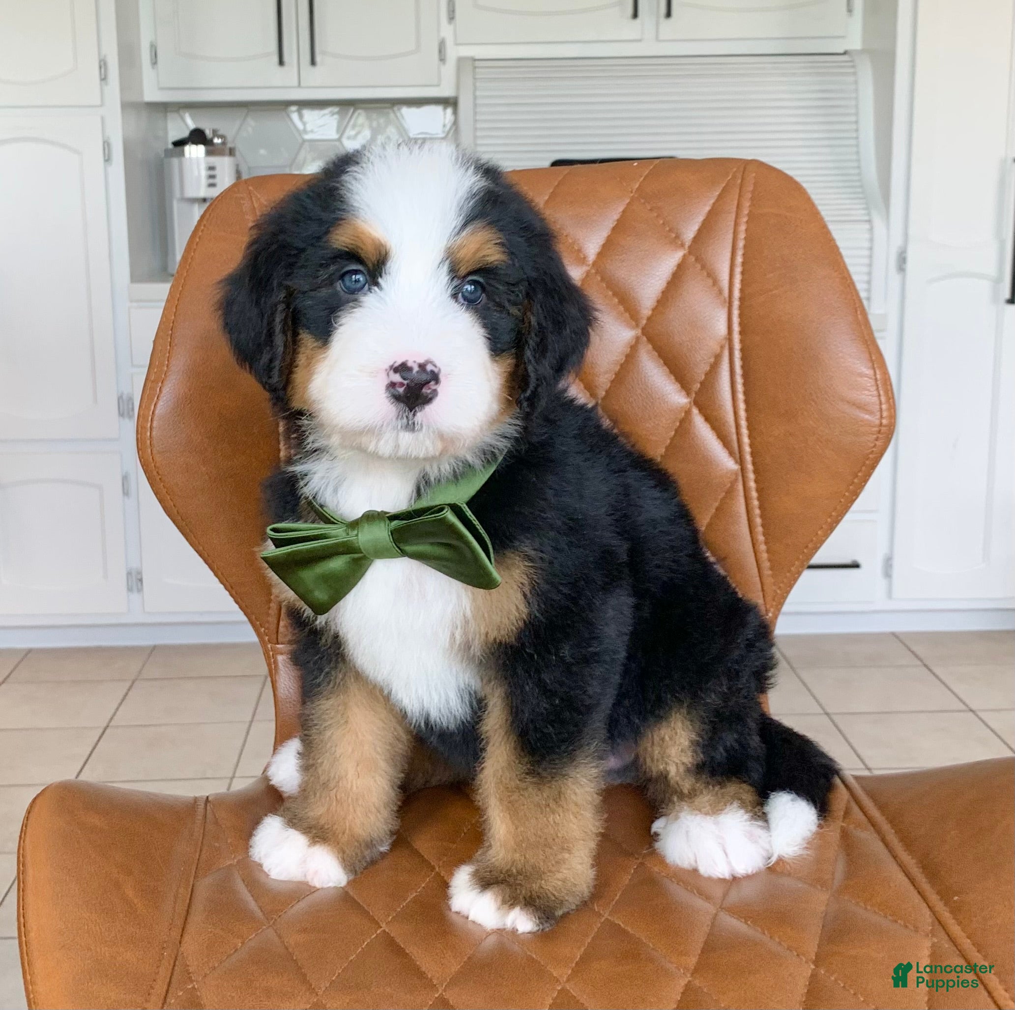 Bernedoodle dogs Marco - Ad 2