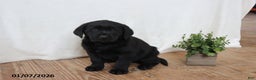 Labrador Retriever dogs for sale: Freddy - Ad 5
