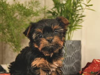 Yorkshire Terrier dogs Rose - Ad 5