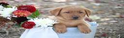 Labrador Retriever dogs for sale: Harvest - Ad 1