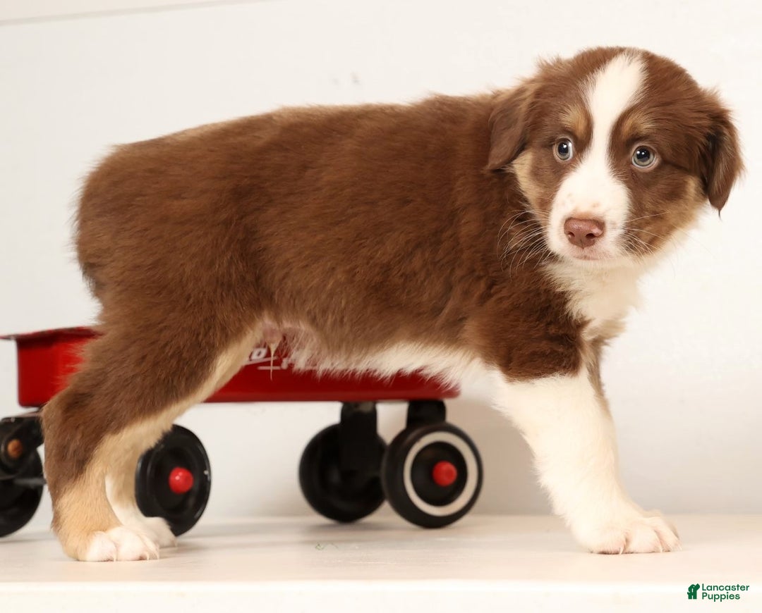 Miniature Australian Shepherd dogs for sale: Rocky - Ad 9