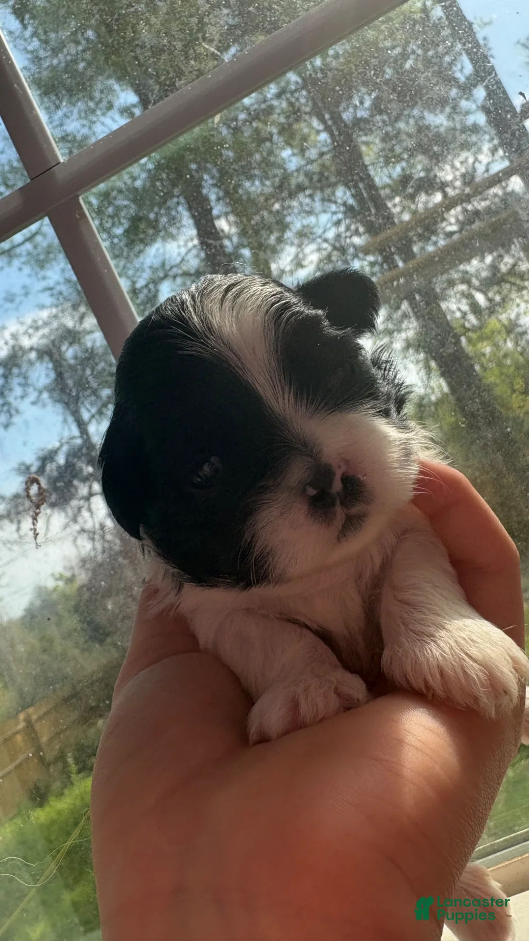 Shih Tzu dogs for sale: Shih Tzu Puppy 4 - Ad 3
