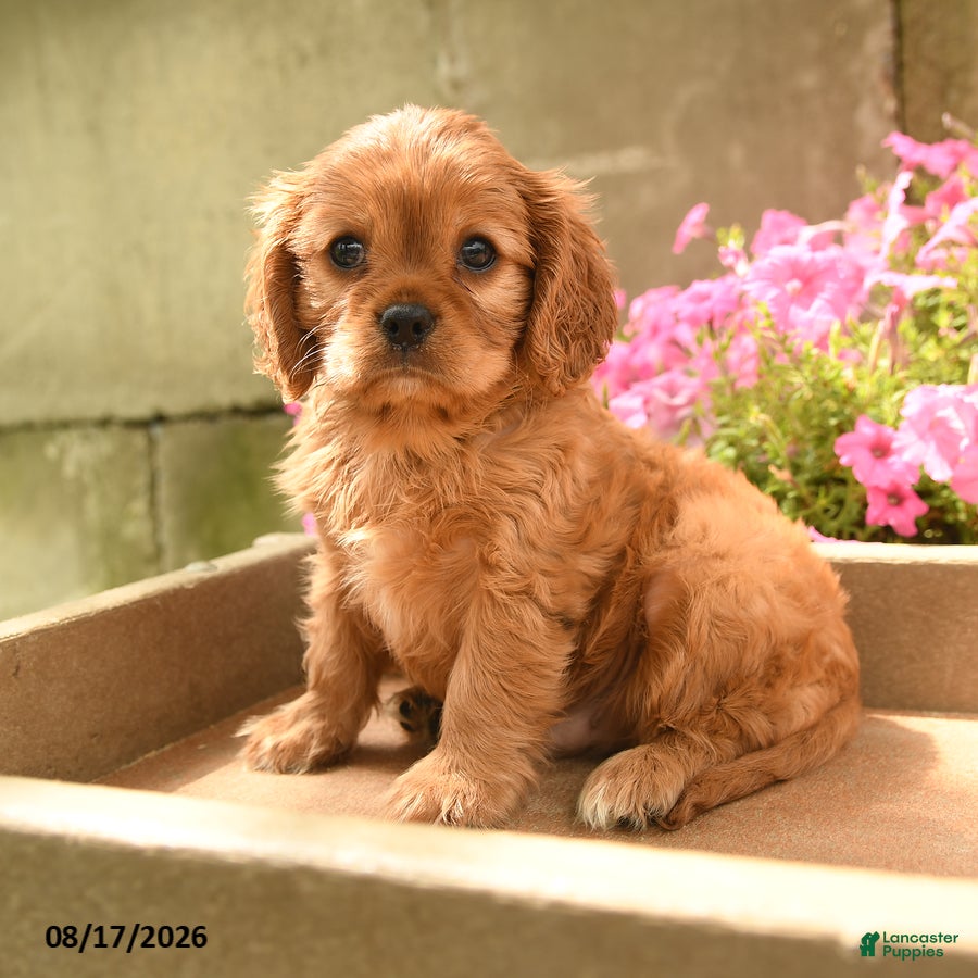 Cavalier King Charles Spaniel dogs Chevy - Ad 1