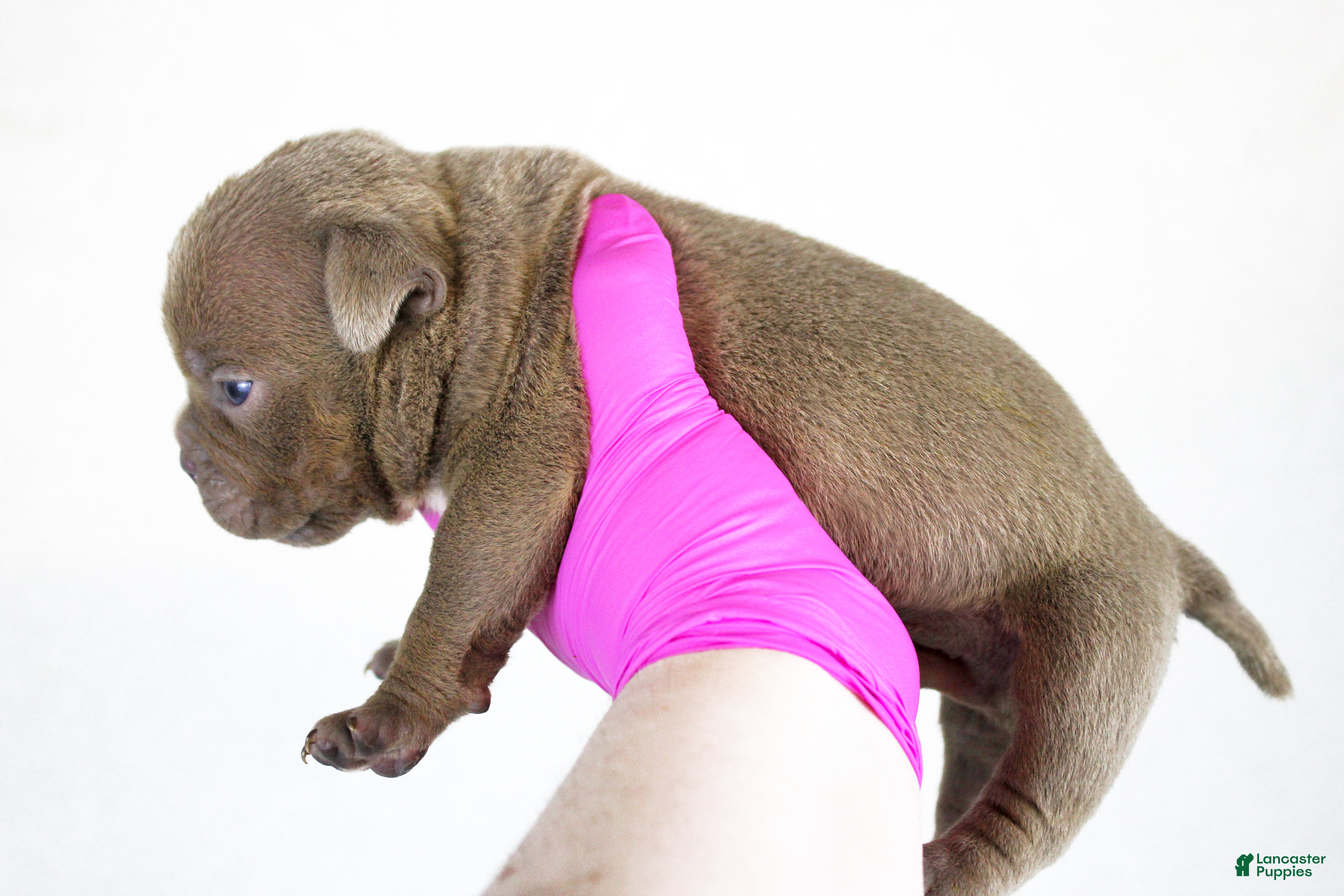 American Bully dogs Lilac Male - Ad 2