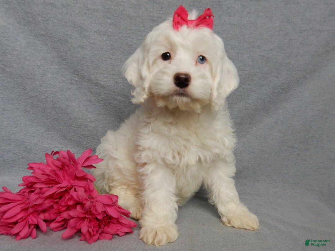 Cockapoo dogs for sale: Piper - Ad 6