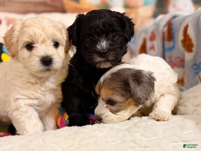 Gallery Image {{count}}